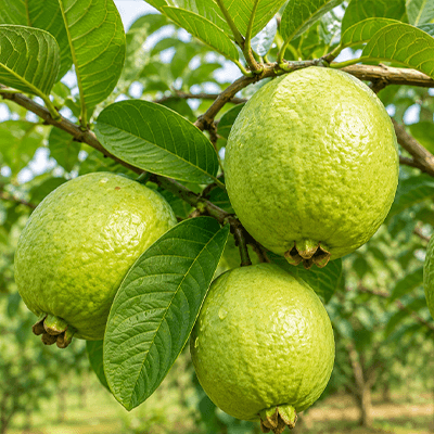 Guava