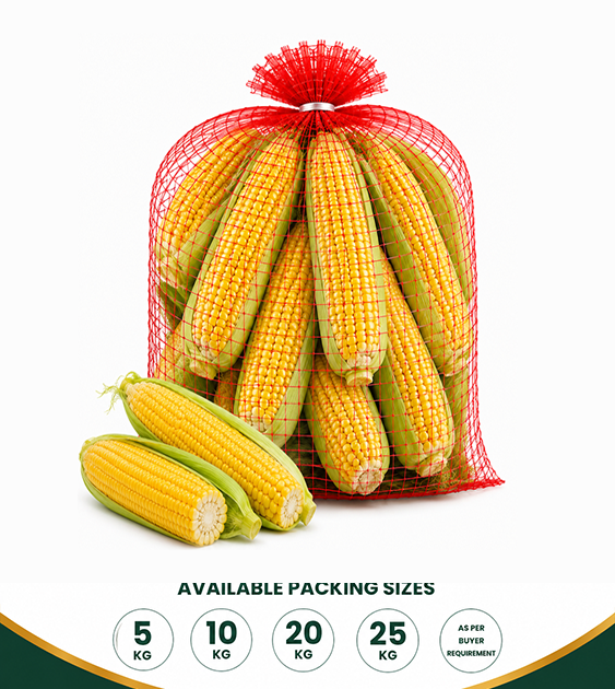 Fresh Sweet Corn