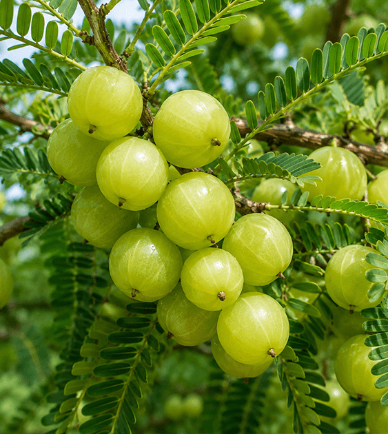 Fresh Amla