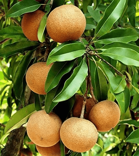 Fresh Sapota