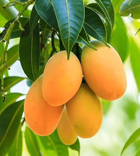 Fresh Mango